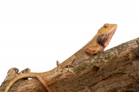 Lepojester pestry - Calotes versicolor - Oriental Garden Lizard o1539
